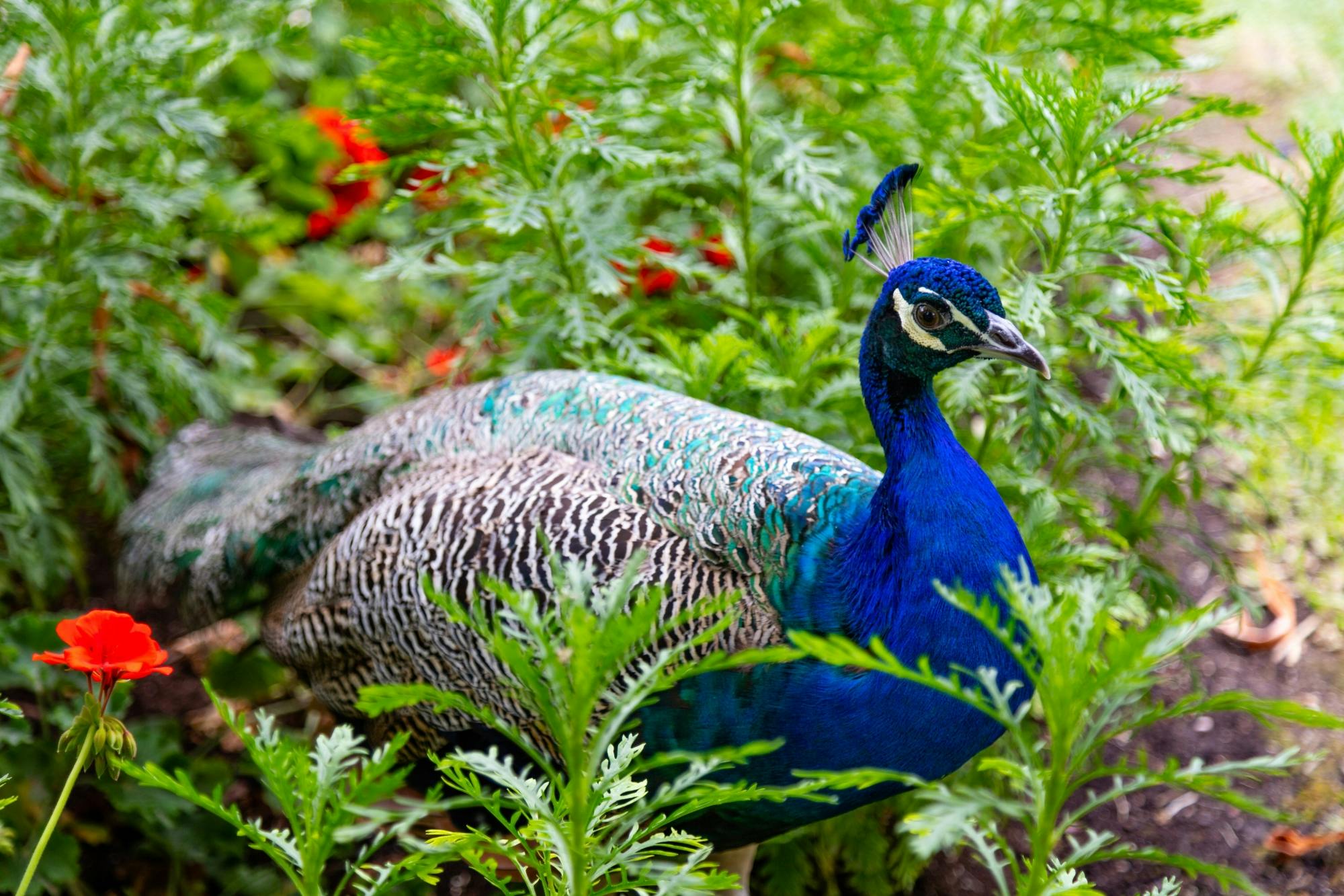 Barcelona Zoo visit and free time