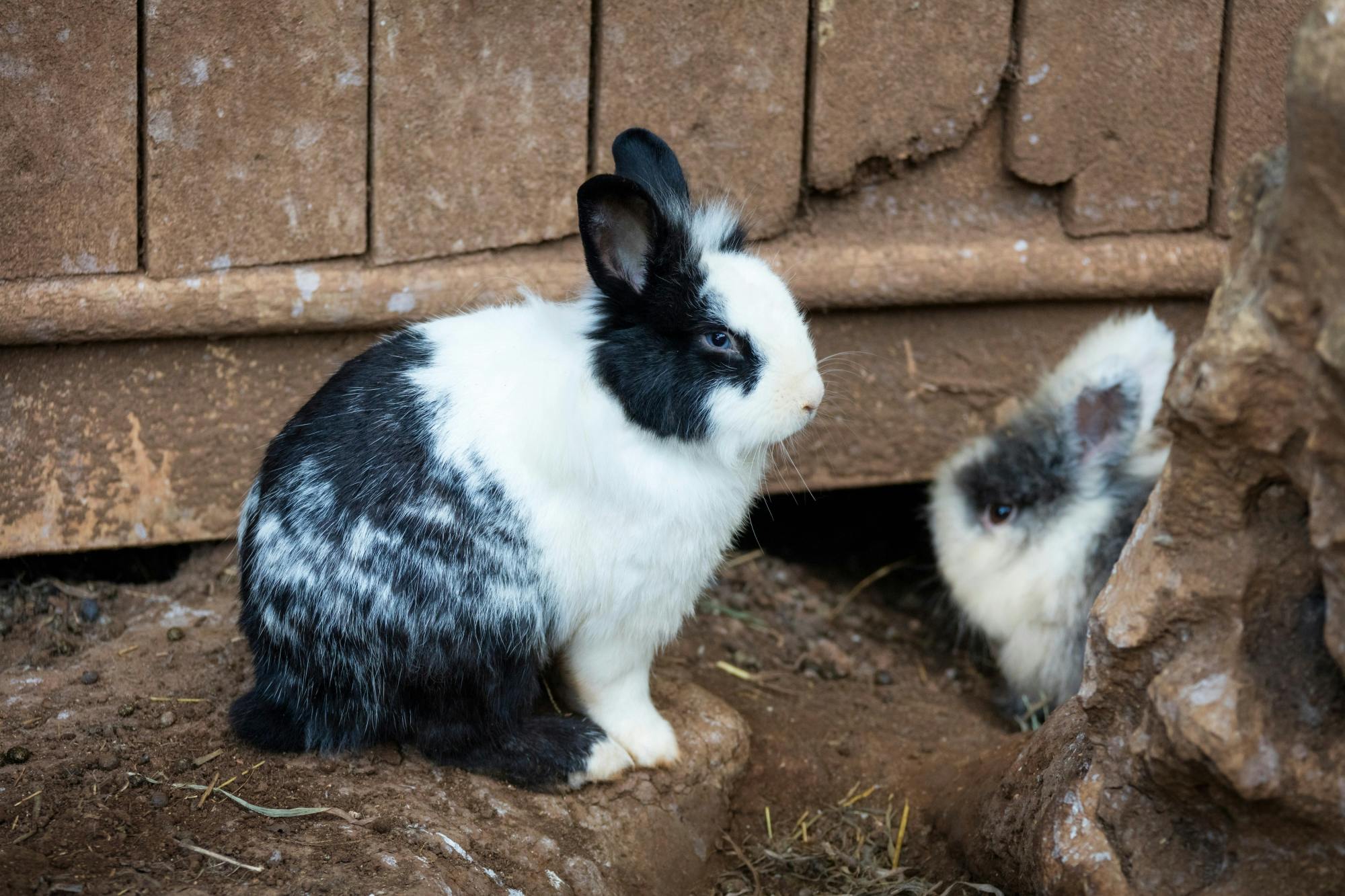 Lloc de Menorca animal park with free time at Son Bou Beach