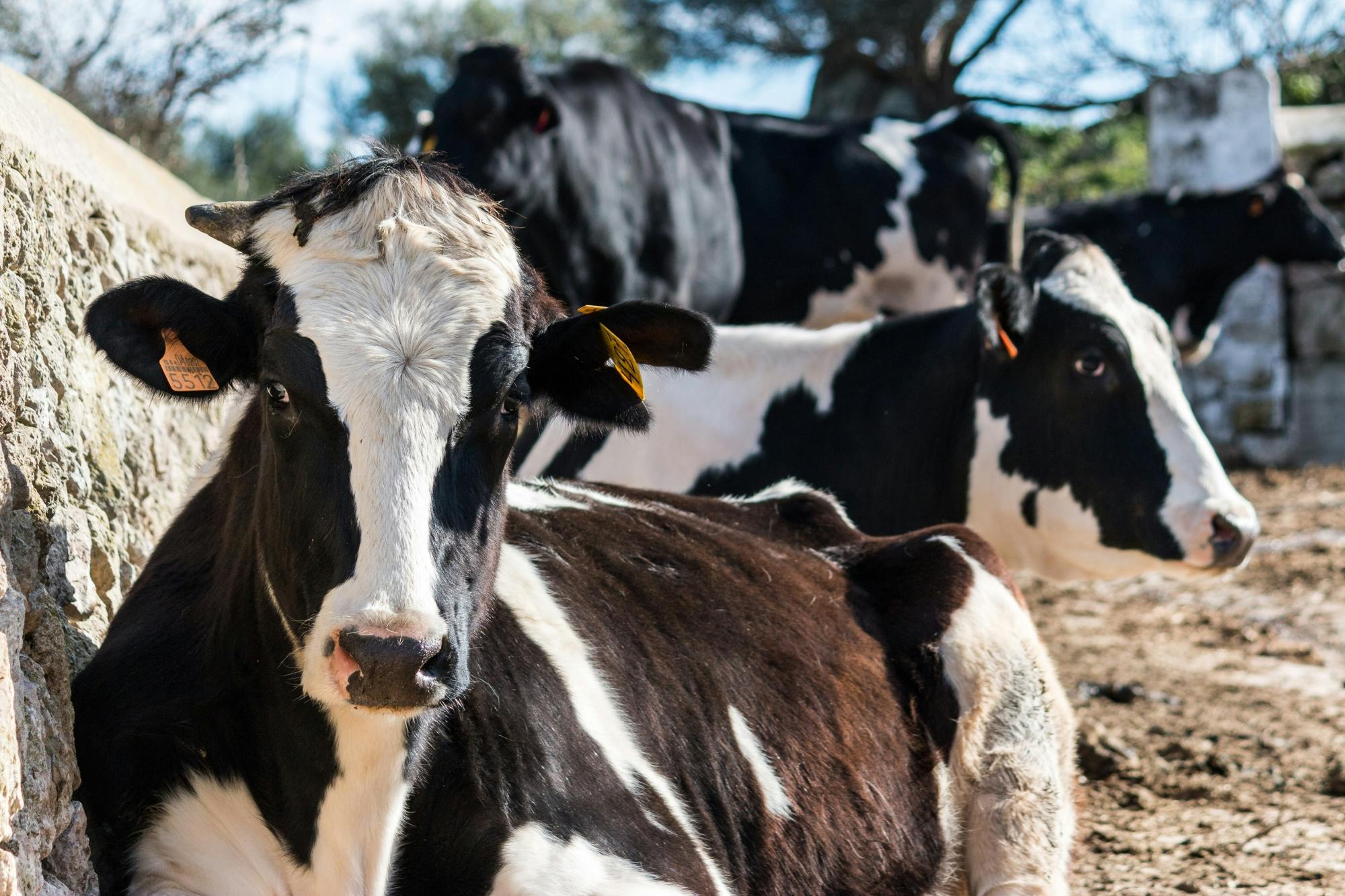 Visita autogestita all'azienda casearia Subaida - inclusa degustazione locale