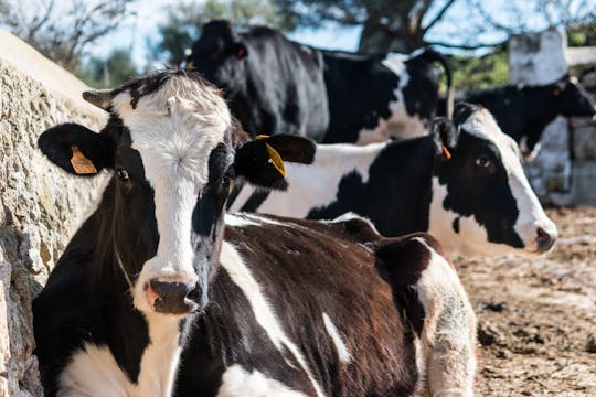 Visita autogestita alla Fattoria del formaggio Subaida con degustazione locale