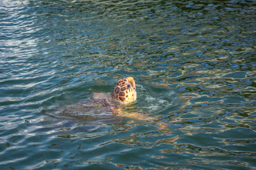 Half-day Dalyan visit with river boat cruise