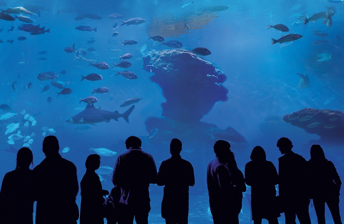 Palma Aquarium with transfer