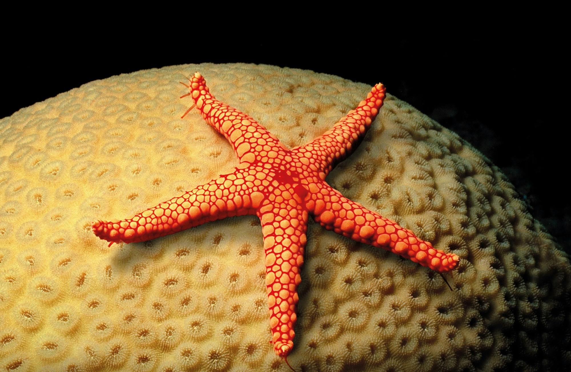 Palma Aquarium with transfer