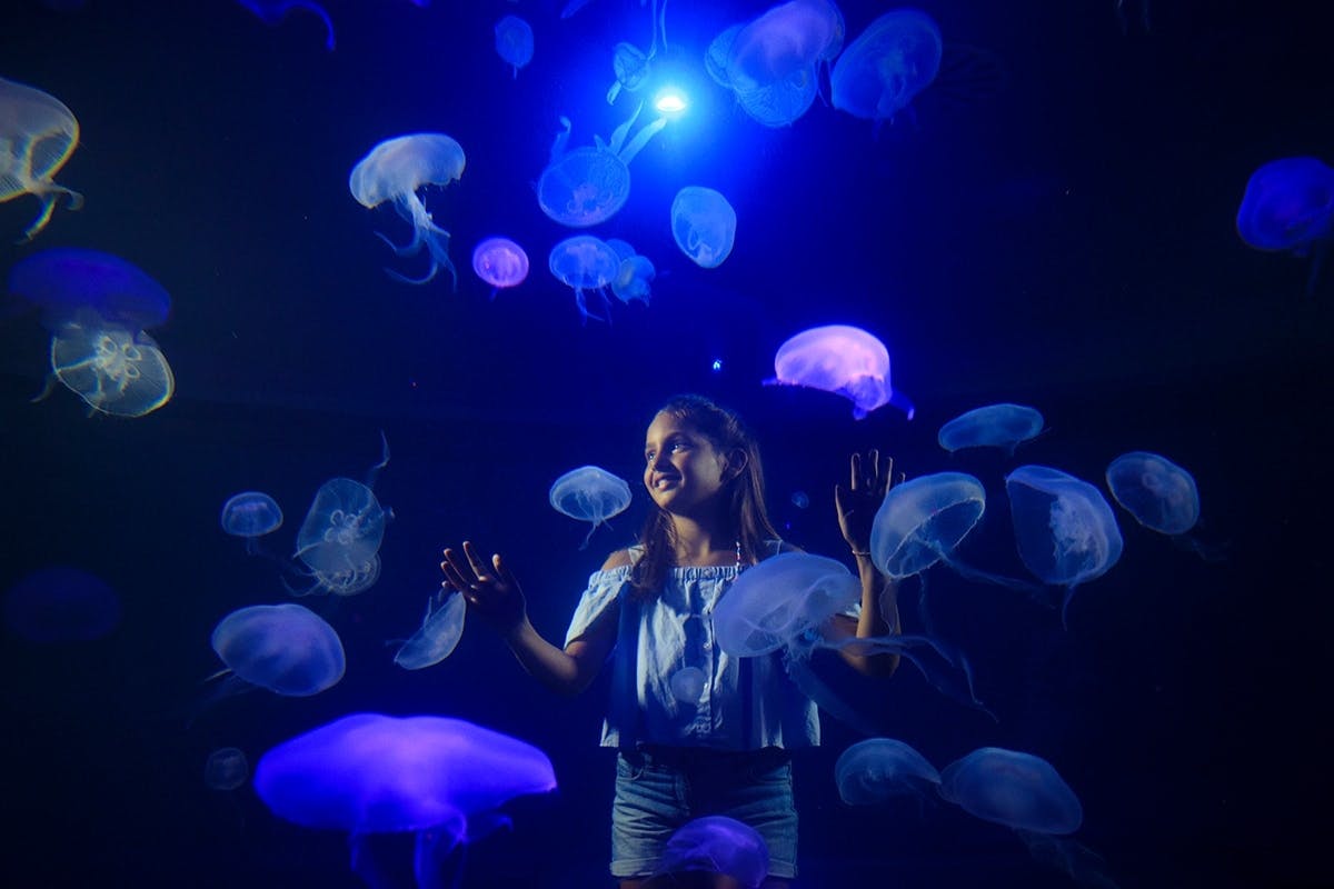 Palma Aquarium with transfer