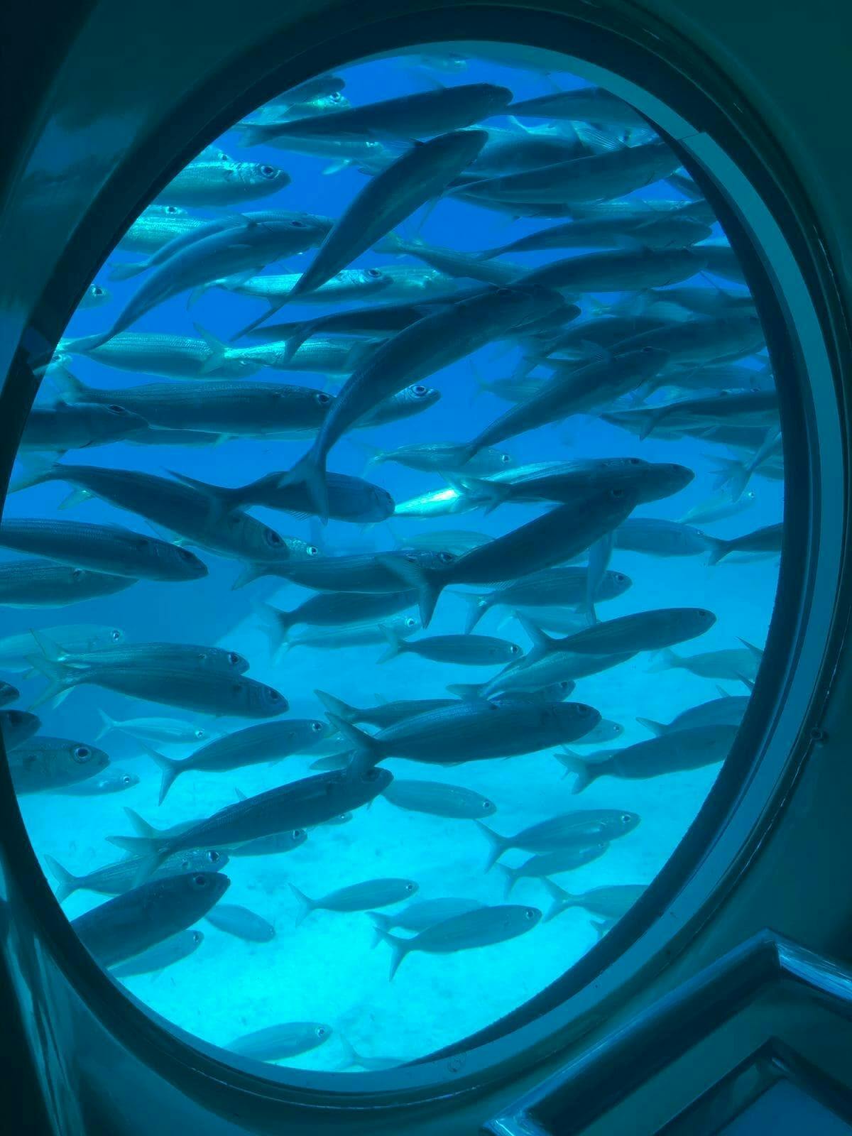 Tenerife submarine safari with transfer from the north