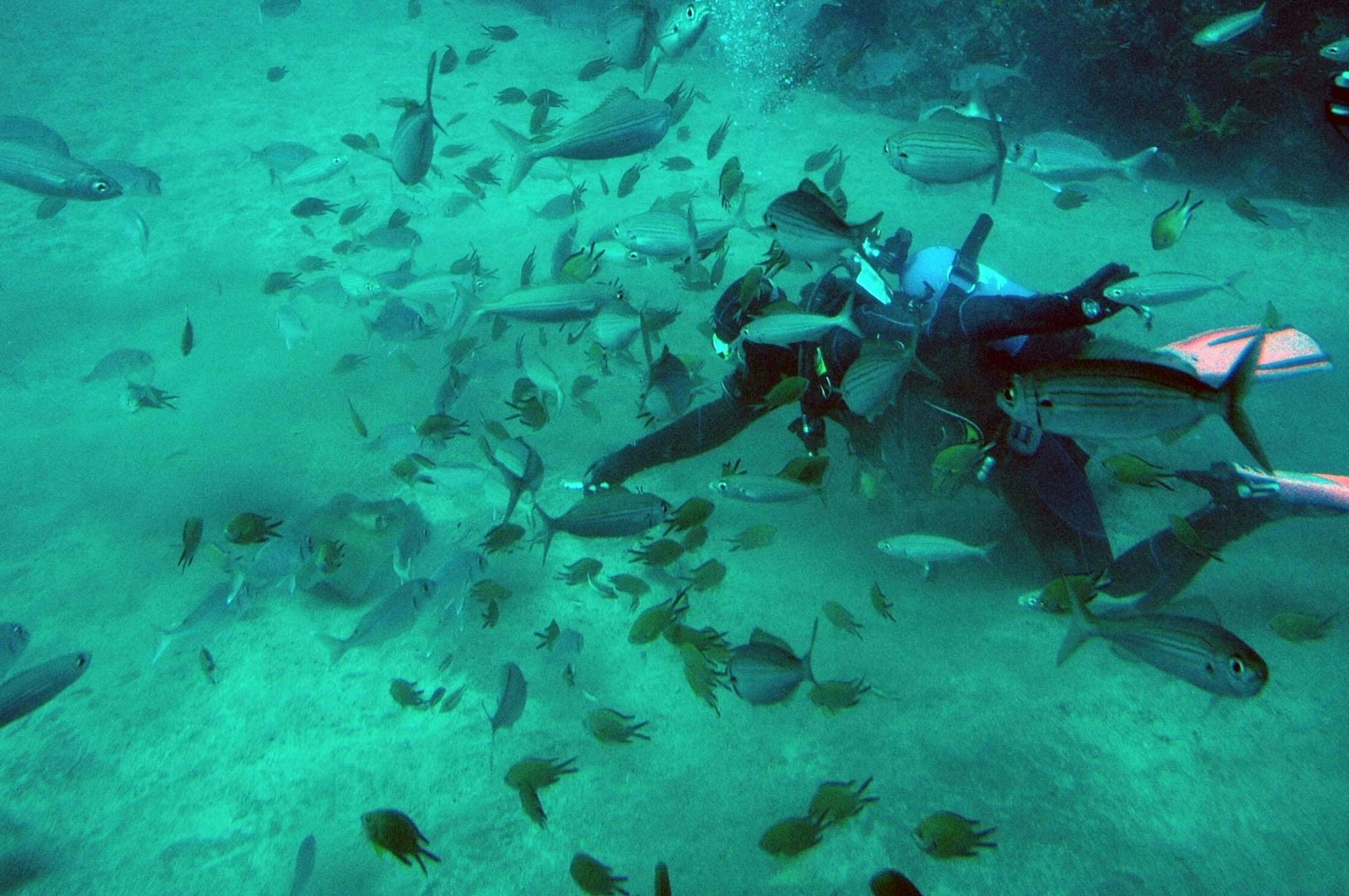 Tenerife submarine safari with transfer from the north
