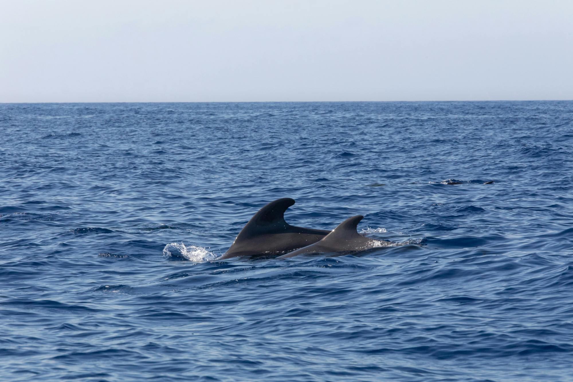 Gibraltar walking tour with dolphin-watching boat trip