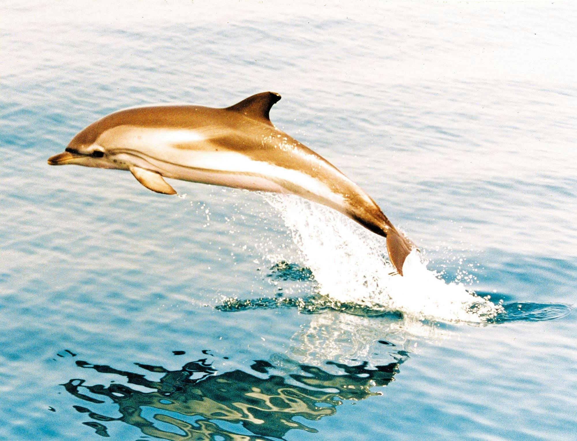 Gibraltar walking tour with dolphin-watching boat trip