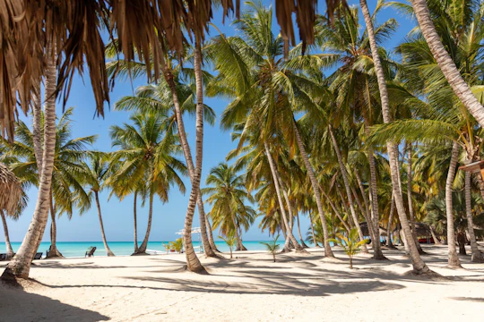 Saona Island catamaran cruise with private beach area and lunch