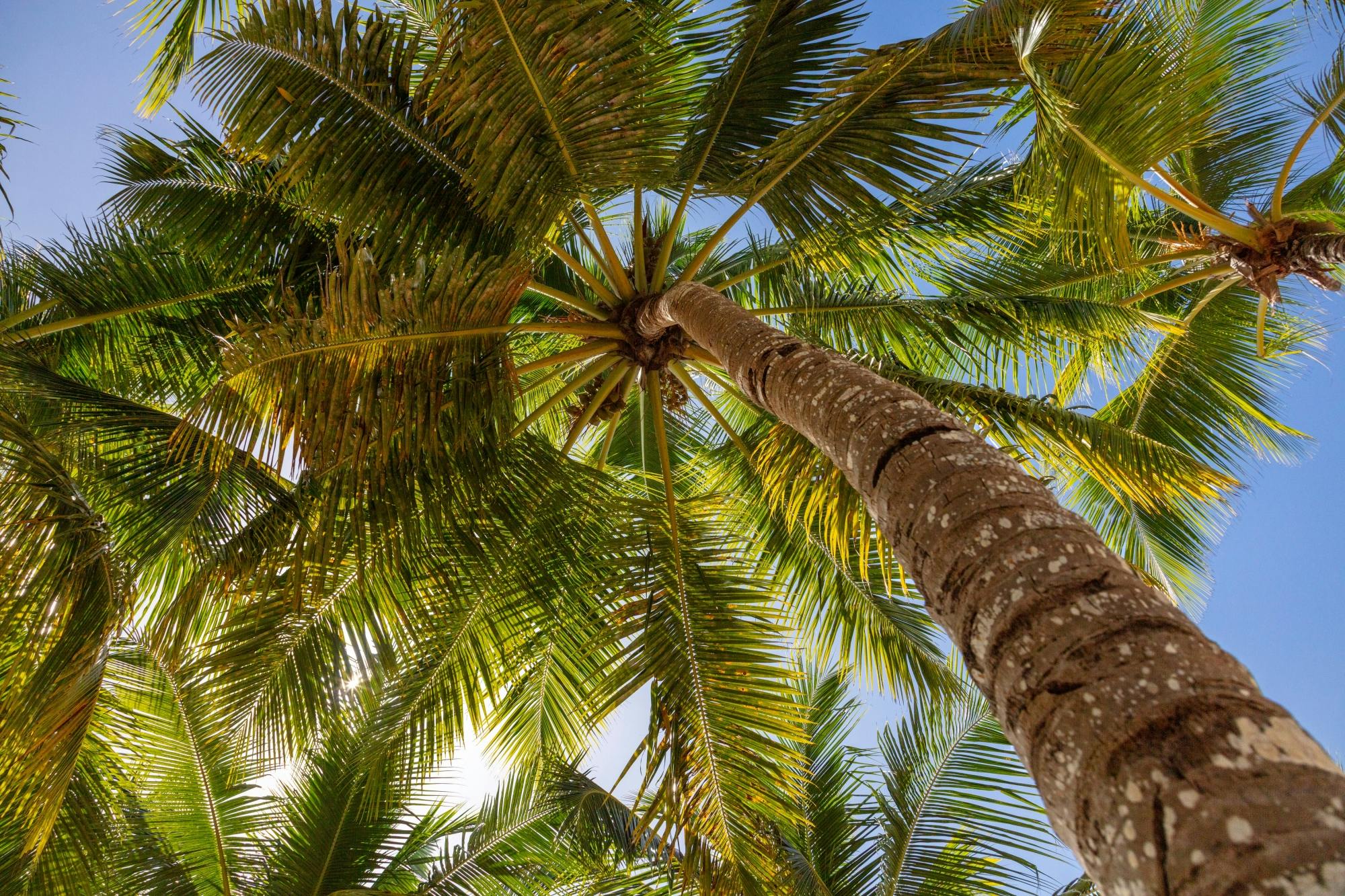 Private Saona Island cruise with exclusive beach area and lunch