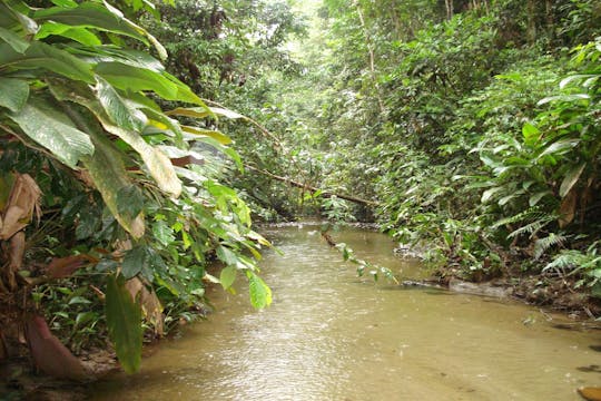 Visita guiada a la selva primaria de la provincia de Napo con un lugareño