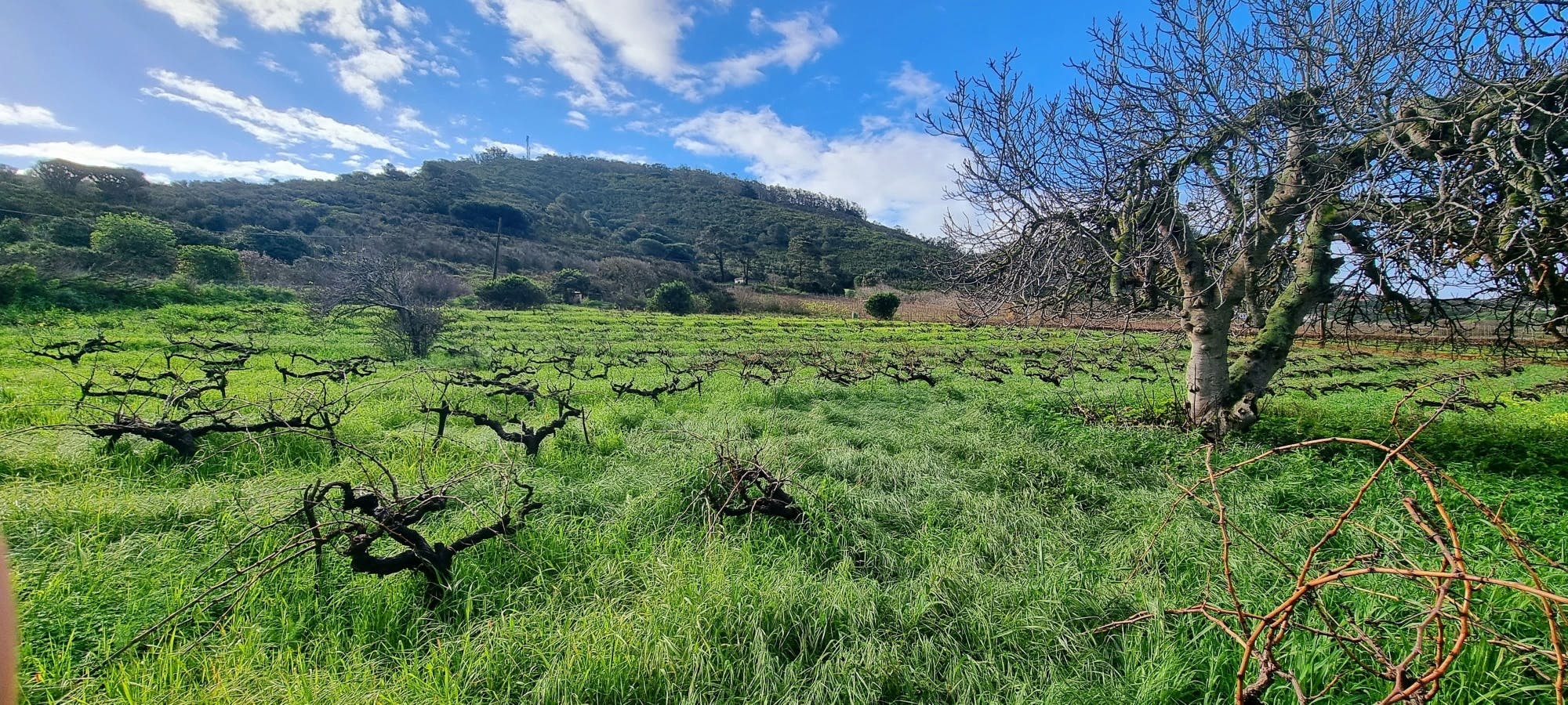 La Laguna culture and exclusive wine experience