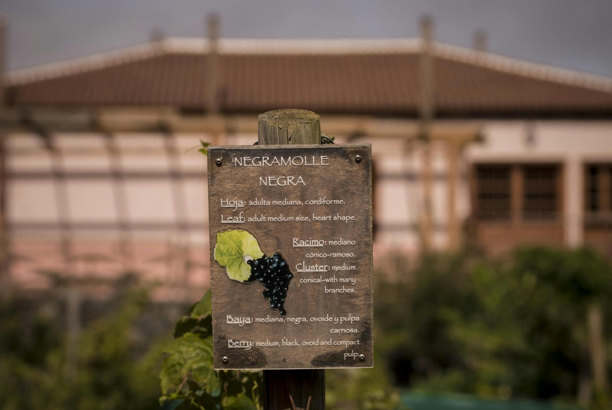 La Laguna culture and exclusive wine experience