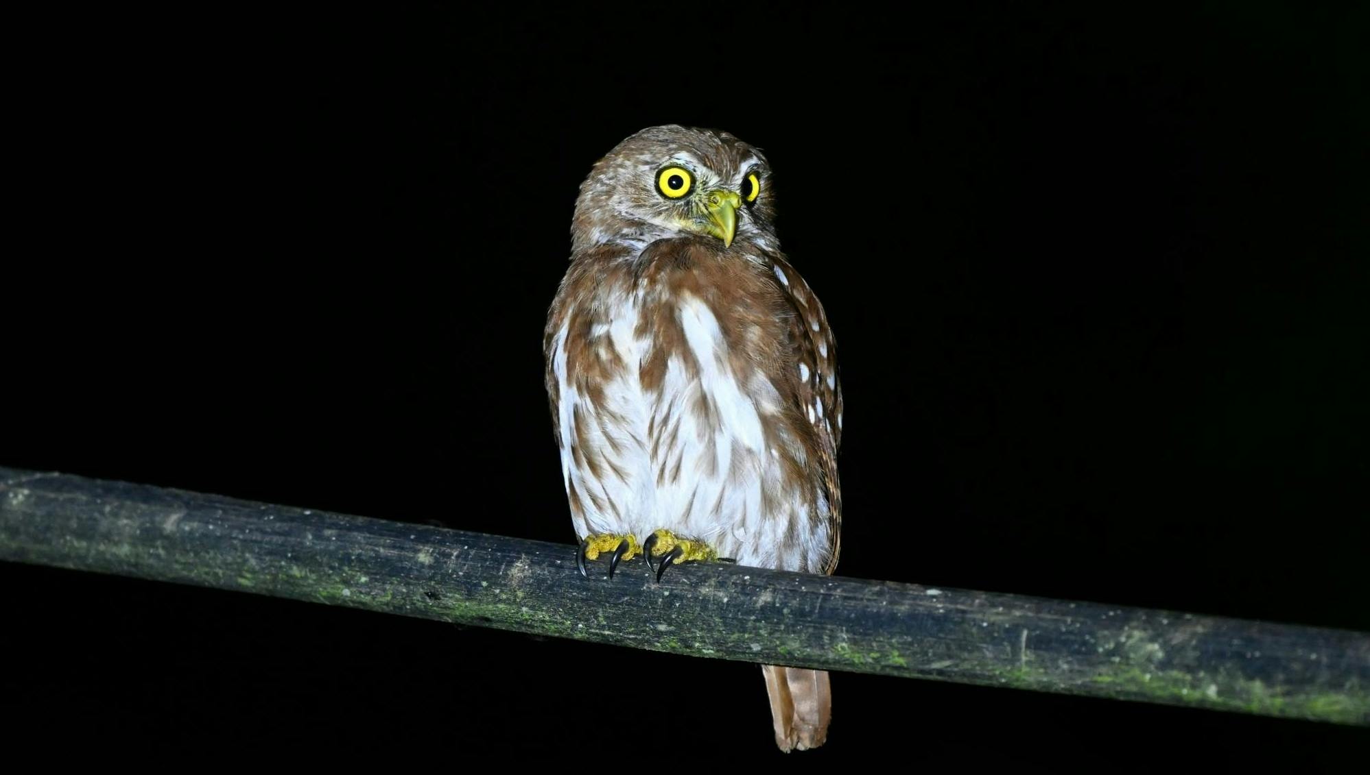 Guided wildlife tour in the Ecuadorian Amazon at night
