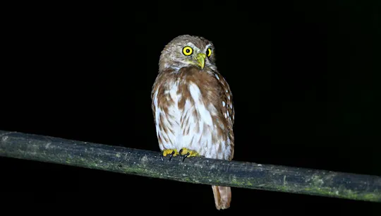 Geführte Wildtier-Tour im ecuadorianischen Amazonas bei Nacht