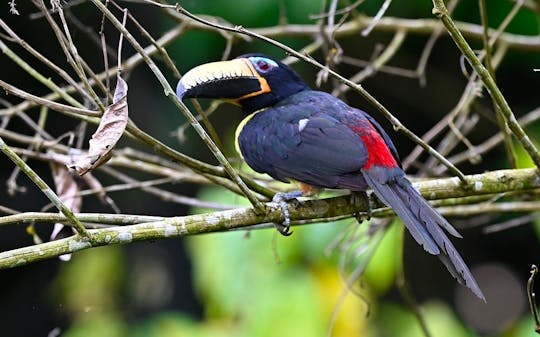 Geführte Vogelbeobachtungstour zum äquadorianischen AMazon Clay Lick