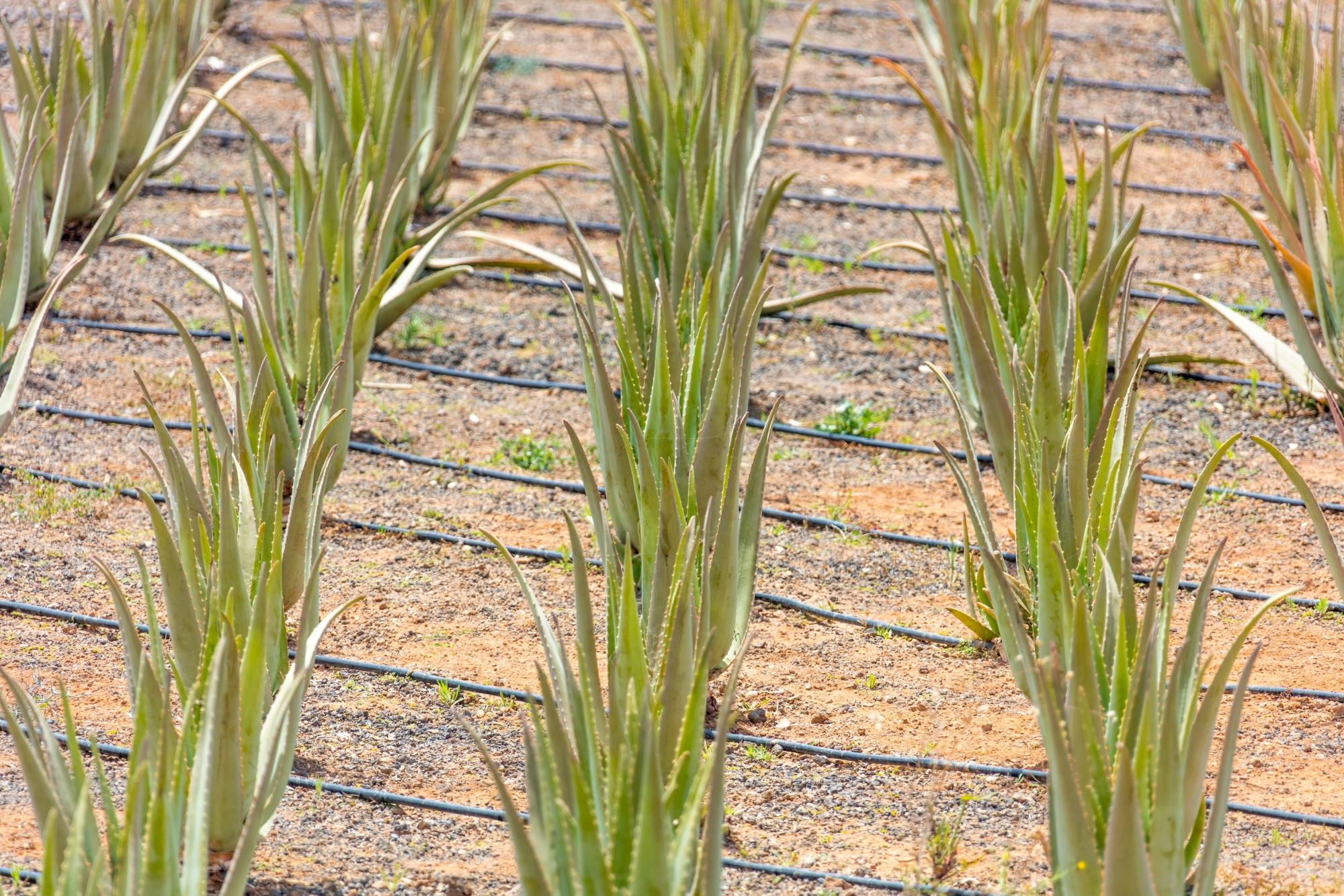 Private tour of Gran Canaria highlights with aloe vera farm