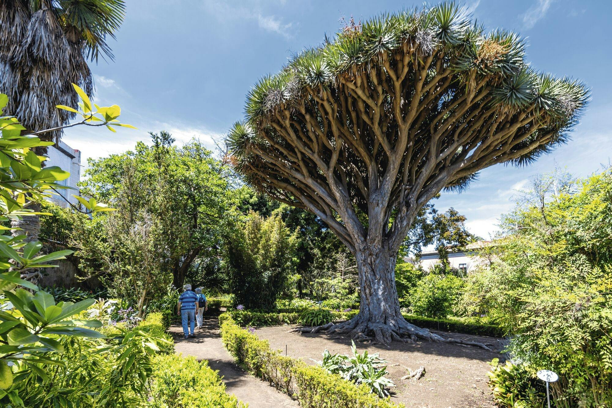 Guided visit to Corpus Christi Festival in La Orotava