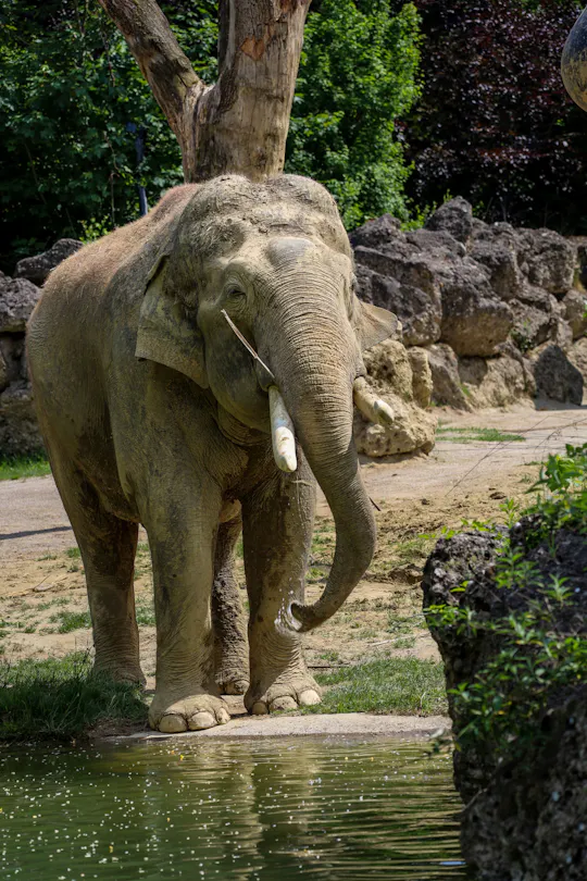 Toegangskaart voor Tierpark Hellabrunn in München