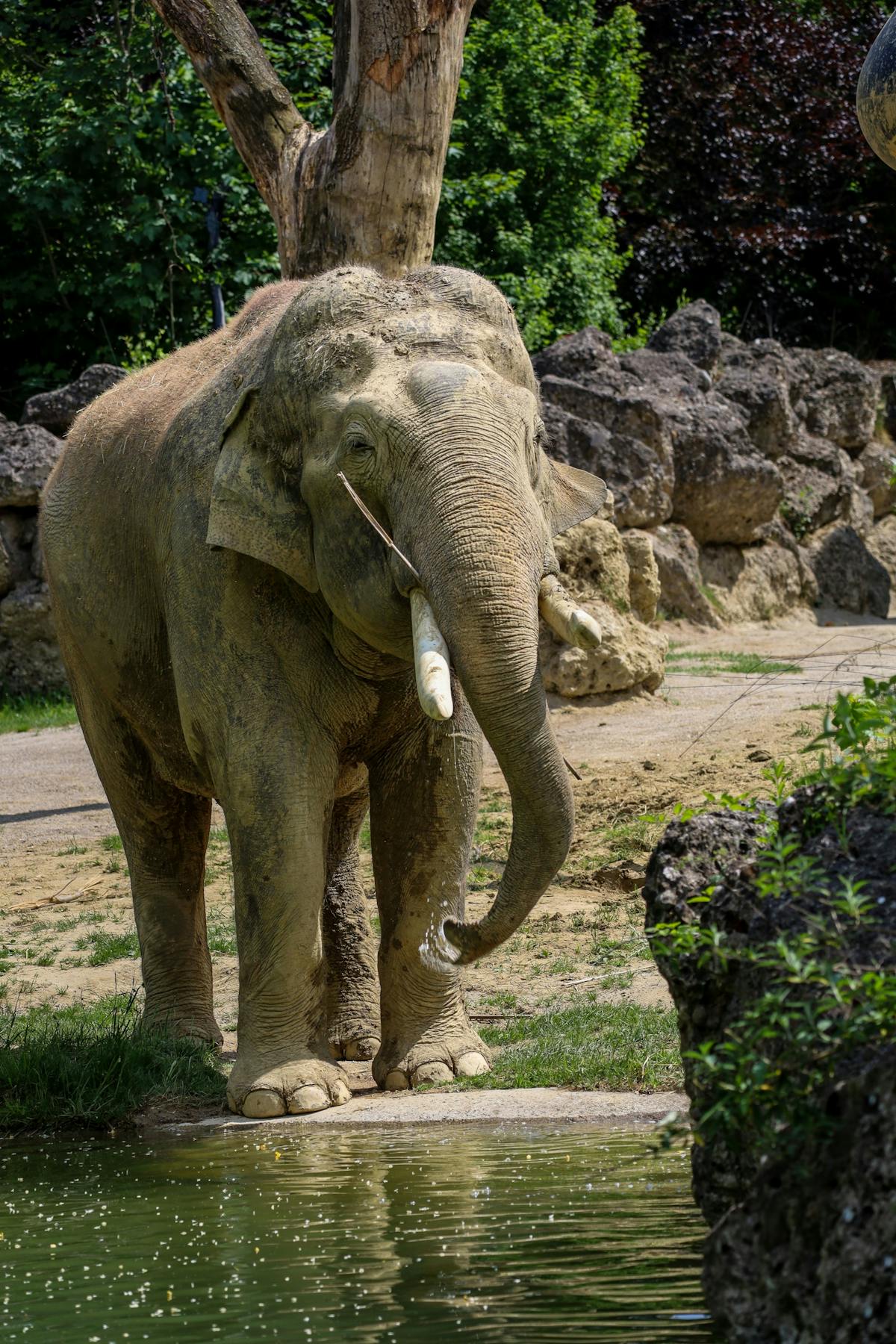 Toegangskaart voor Tierpark Hellabrunn in München