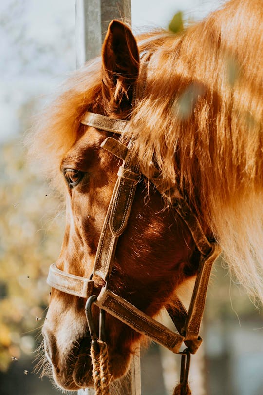 Serra da Cabreira horseback experience with Garrano horses
