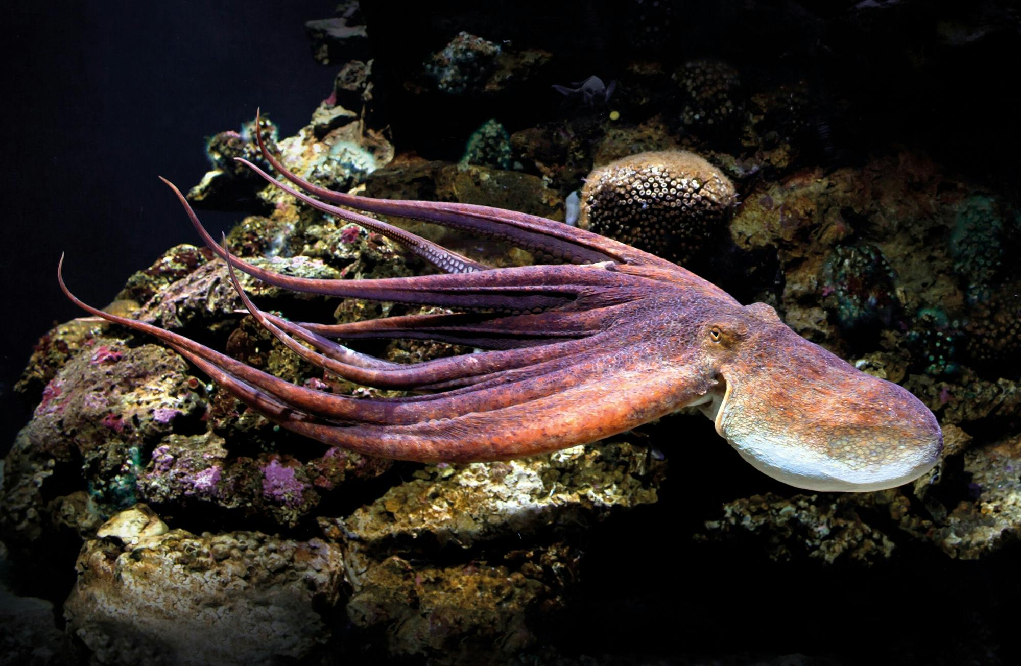 Palma Aquarium with transfer