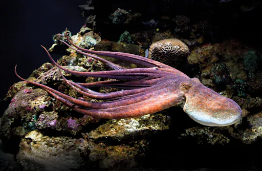 Palma Aquarium with transfer