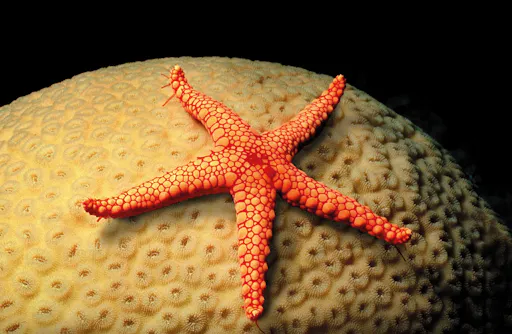 Palma Aquarium with transfer