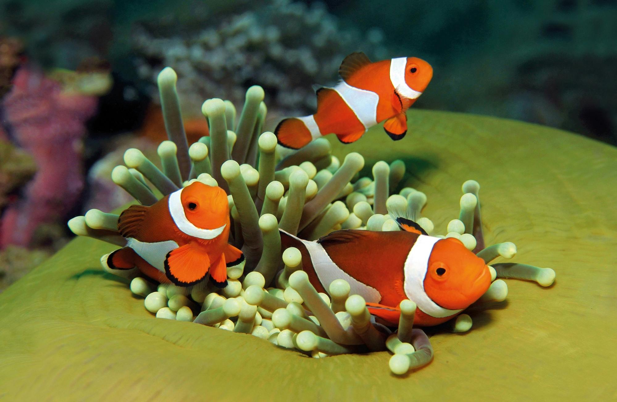 Palma Aquarium with transfer