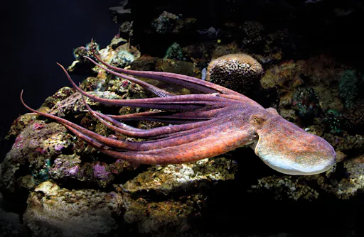 Palma Aquarium with transfer