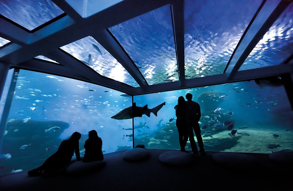 Palma Aquarium with transfer