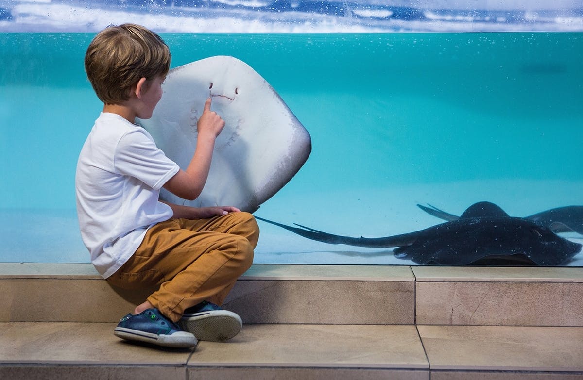 Palma Aquarium with transfer