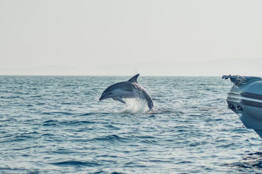 Delfiiniristeily Golfo Arancista