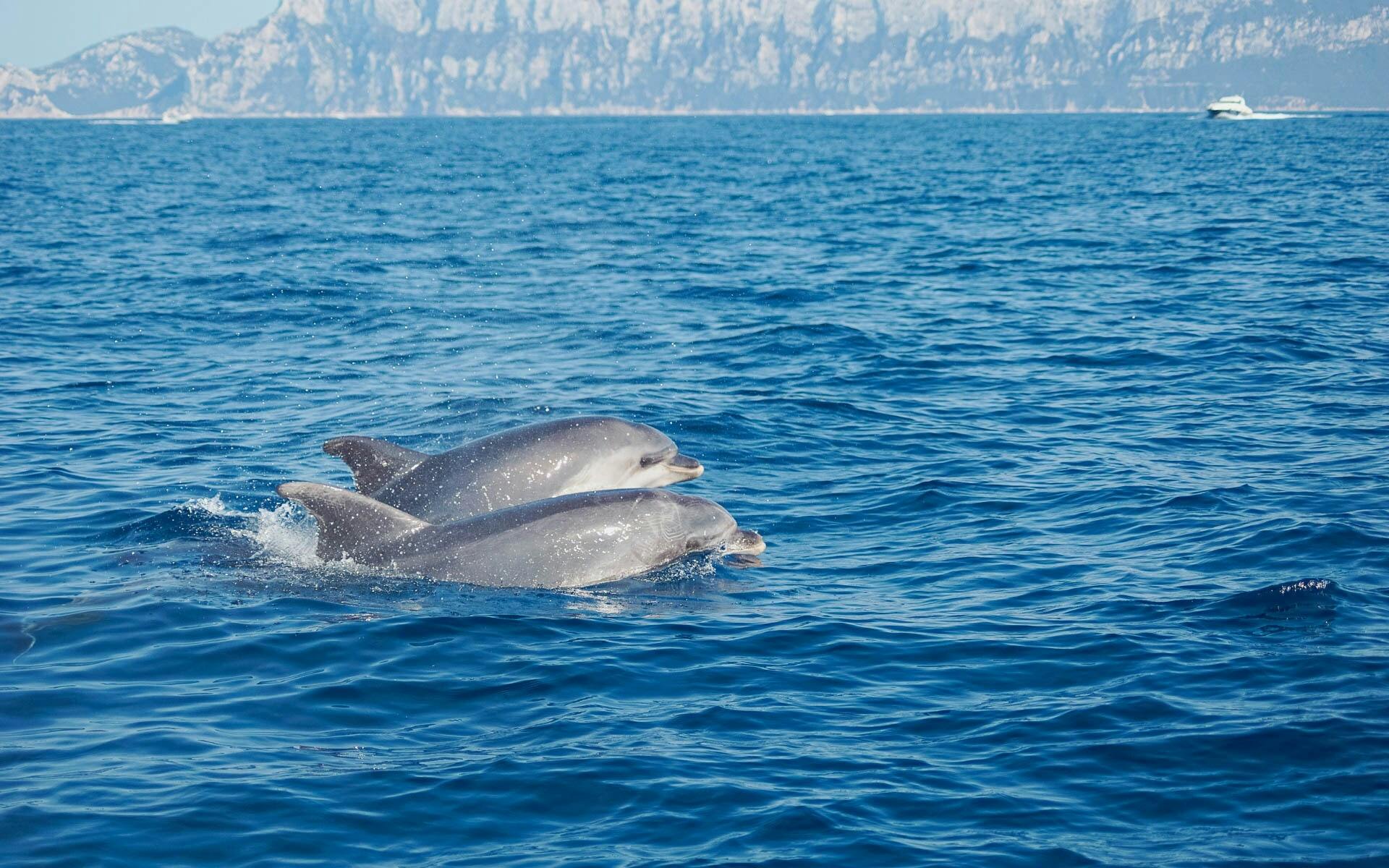 Dolphin-watching from Golfo Aranci