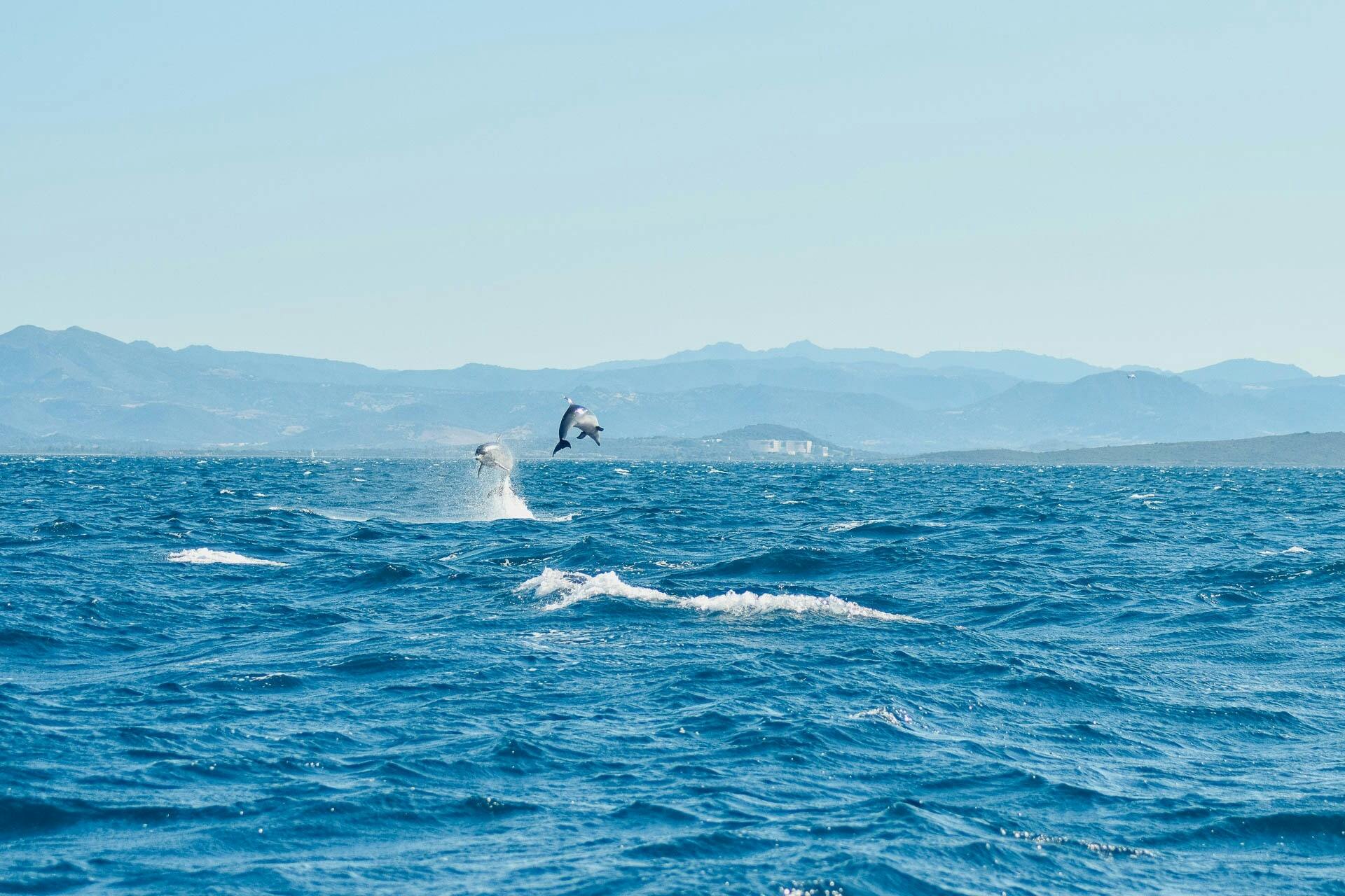 Dolphin-watching from Golfo Aranci