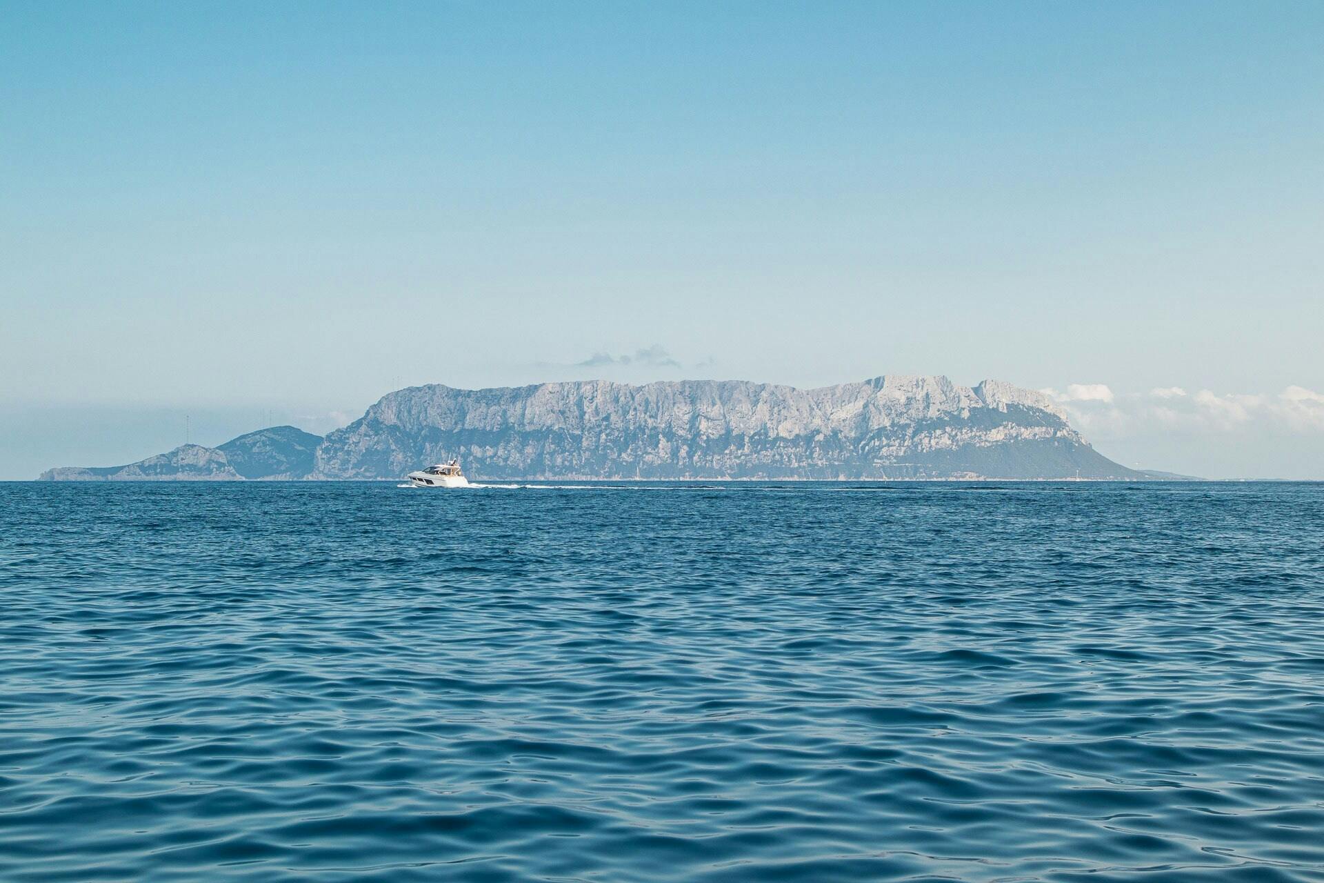 Dolphin-watching from Golfo Aranci
