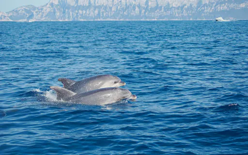 Dolphin-watching from Golfo Aranci