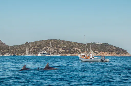 Dolphin-watching from Golfo Aranci