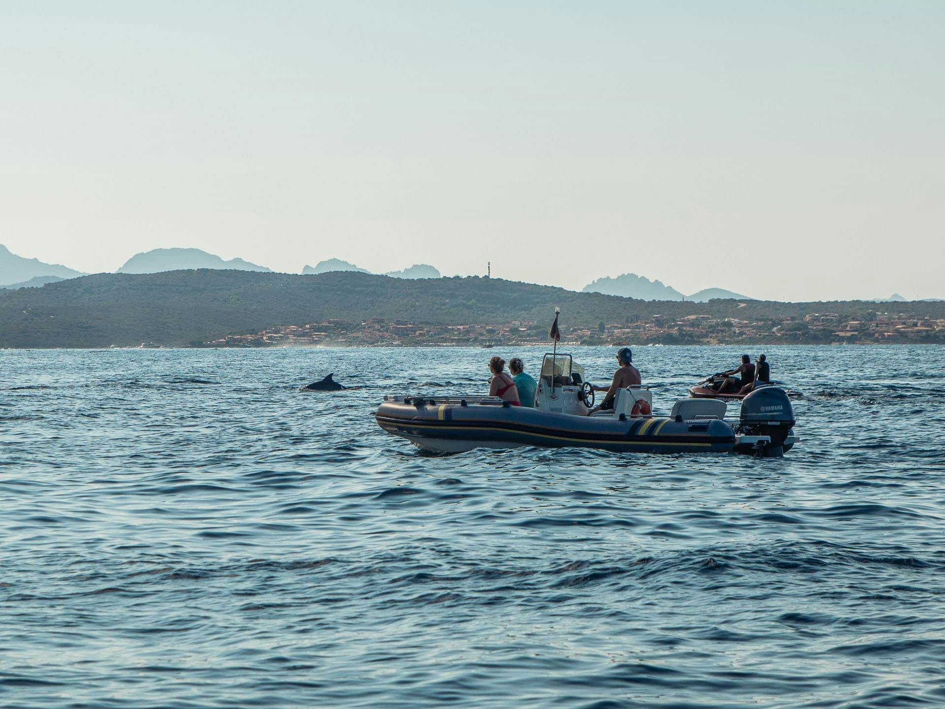Dolphin-watching from Golfo Aranci