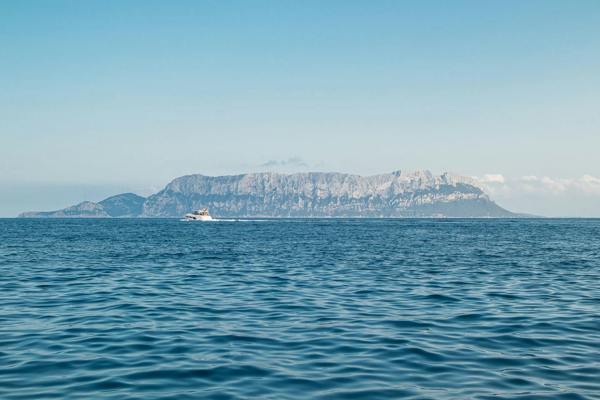 Dolphin-watching from Golfo Aranci