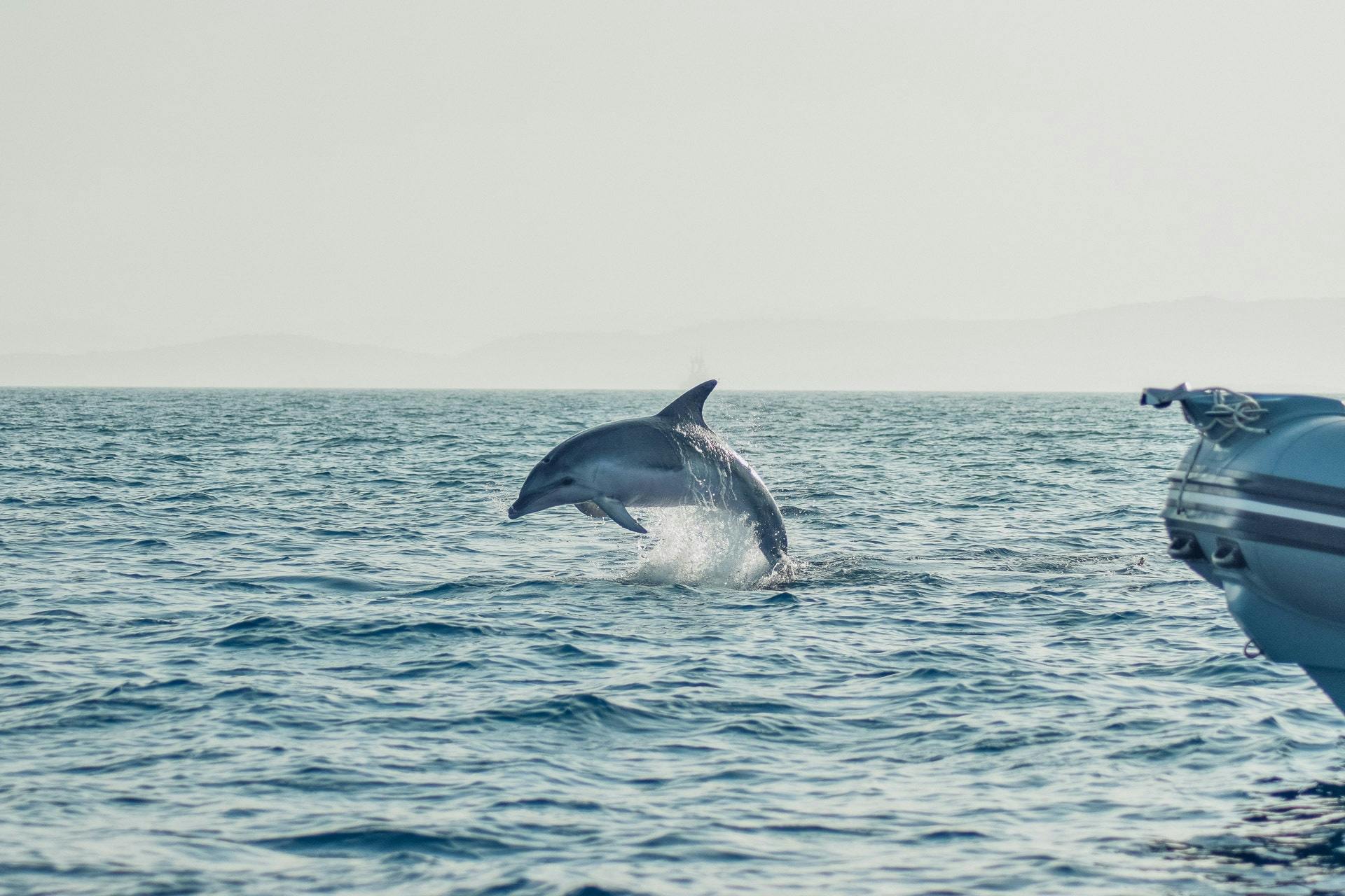 Osservazione dei delfini da Golfo Aranci
