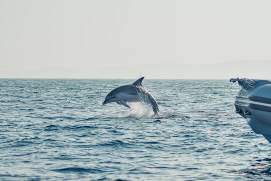 Osservazione dei delfini da Golfo Aranci
