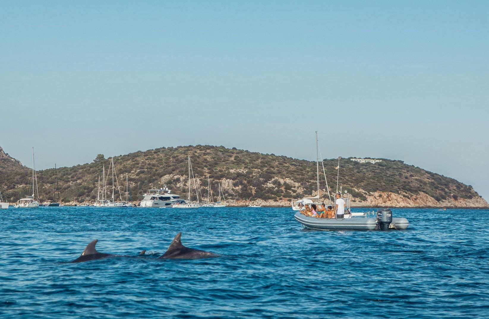 Dolphin-watching from Golfo Aranci