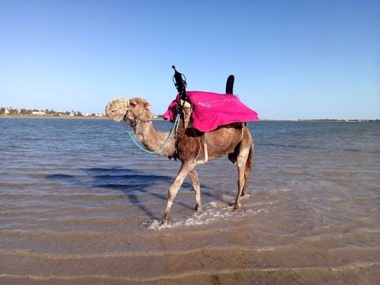 Djerba Dromedary camel tour