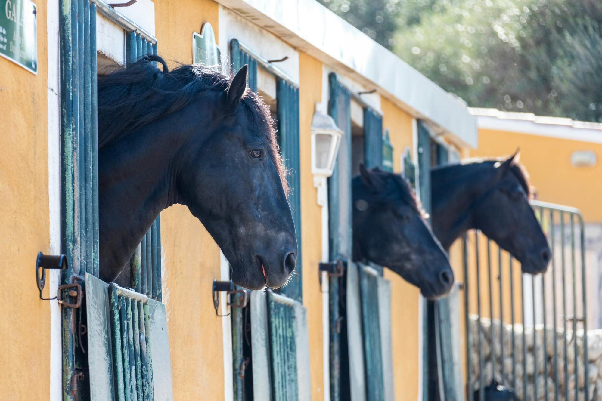 Menorca tour of Binissues with tasting, Fornells and Son Matorellet