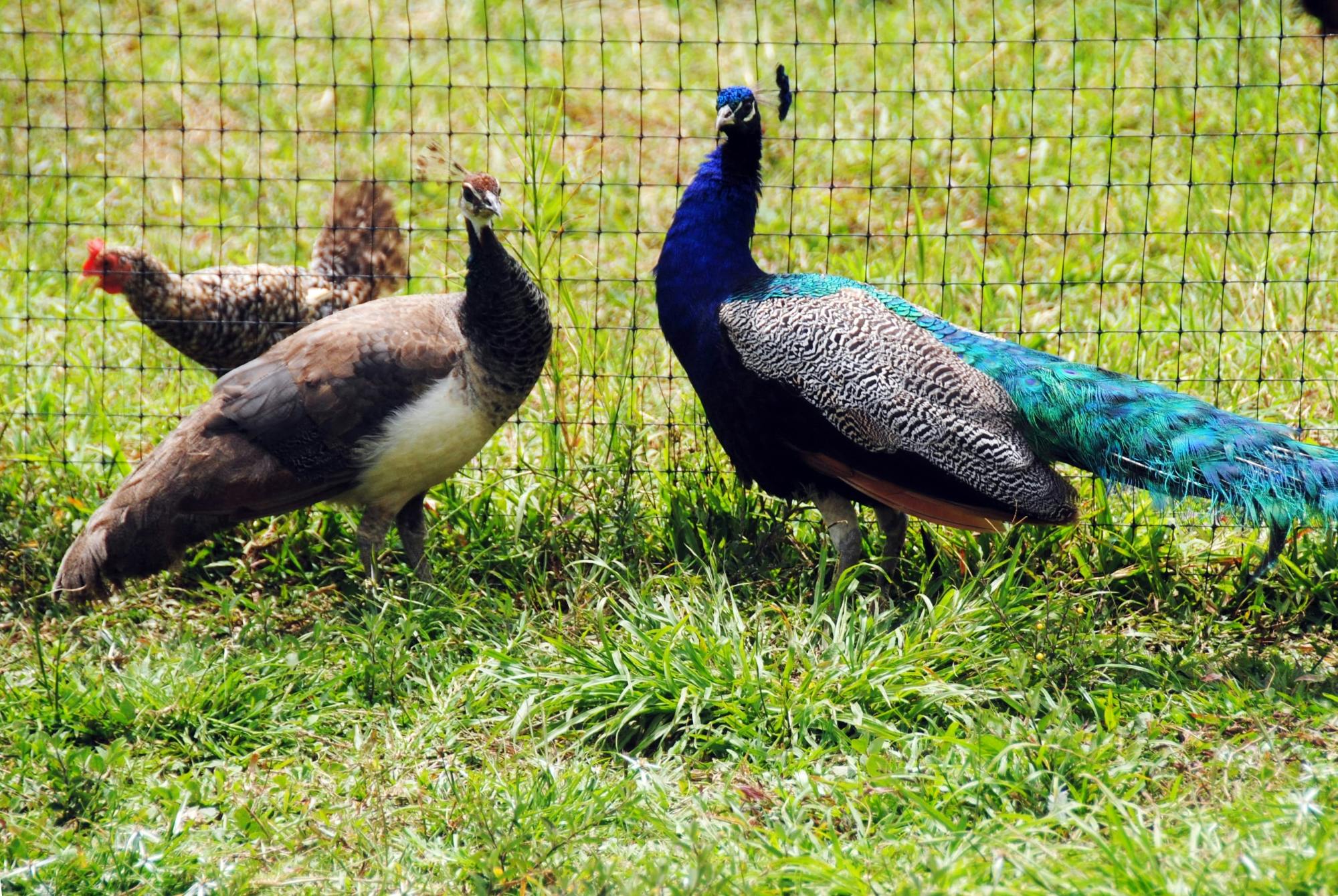 Eco Park Punta Cana tour with buggy ride