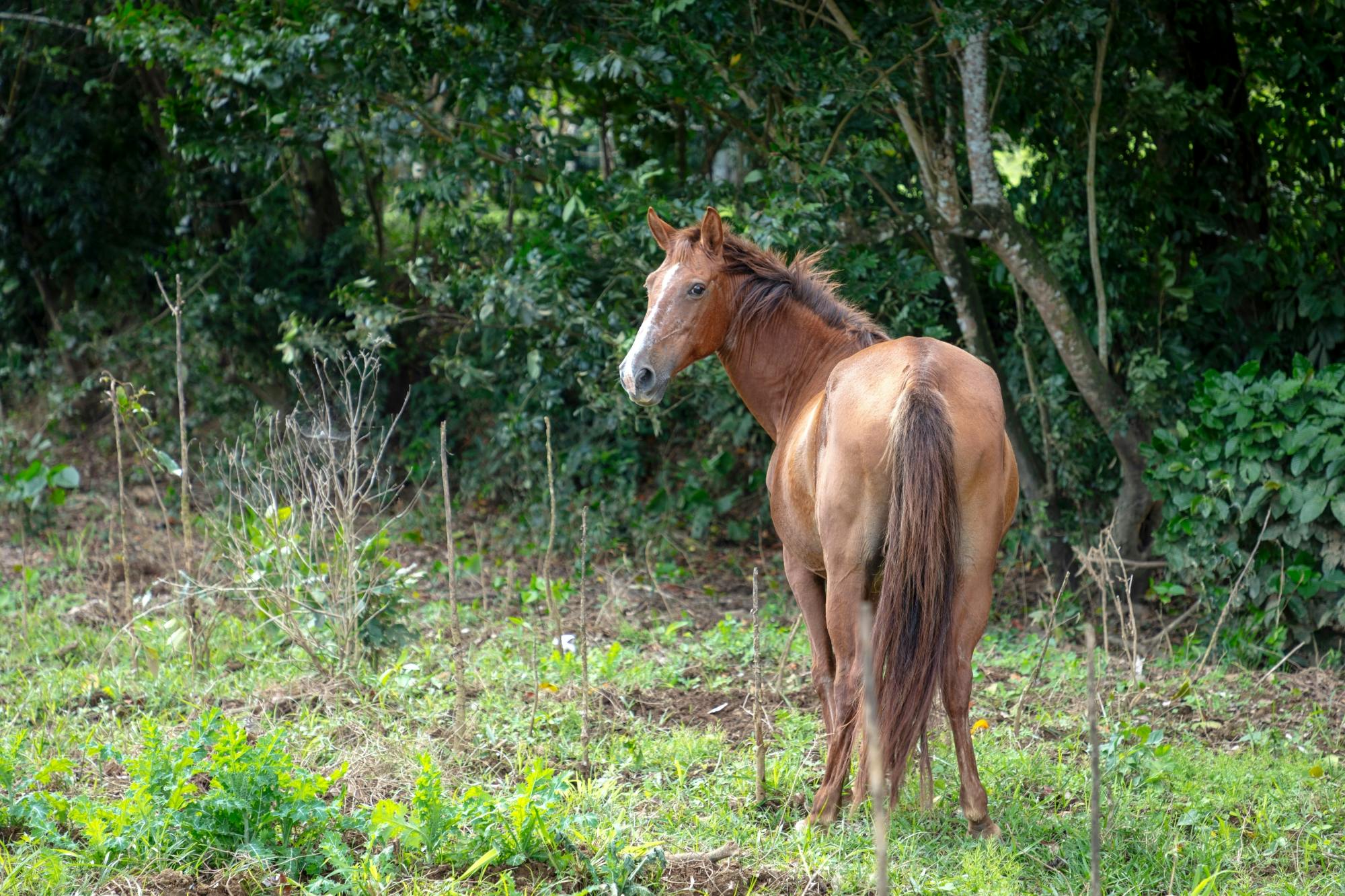 Half-day small group walking tour in the Anamuya Mountains