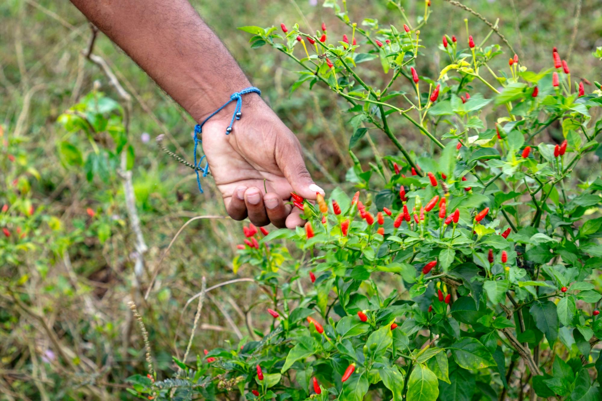 Half-day small group walking tour in the Anamuya Mountains