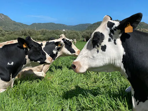 Menorca cheese-making workshop