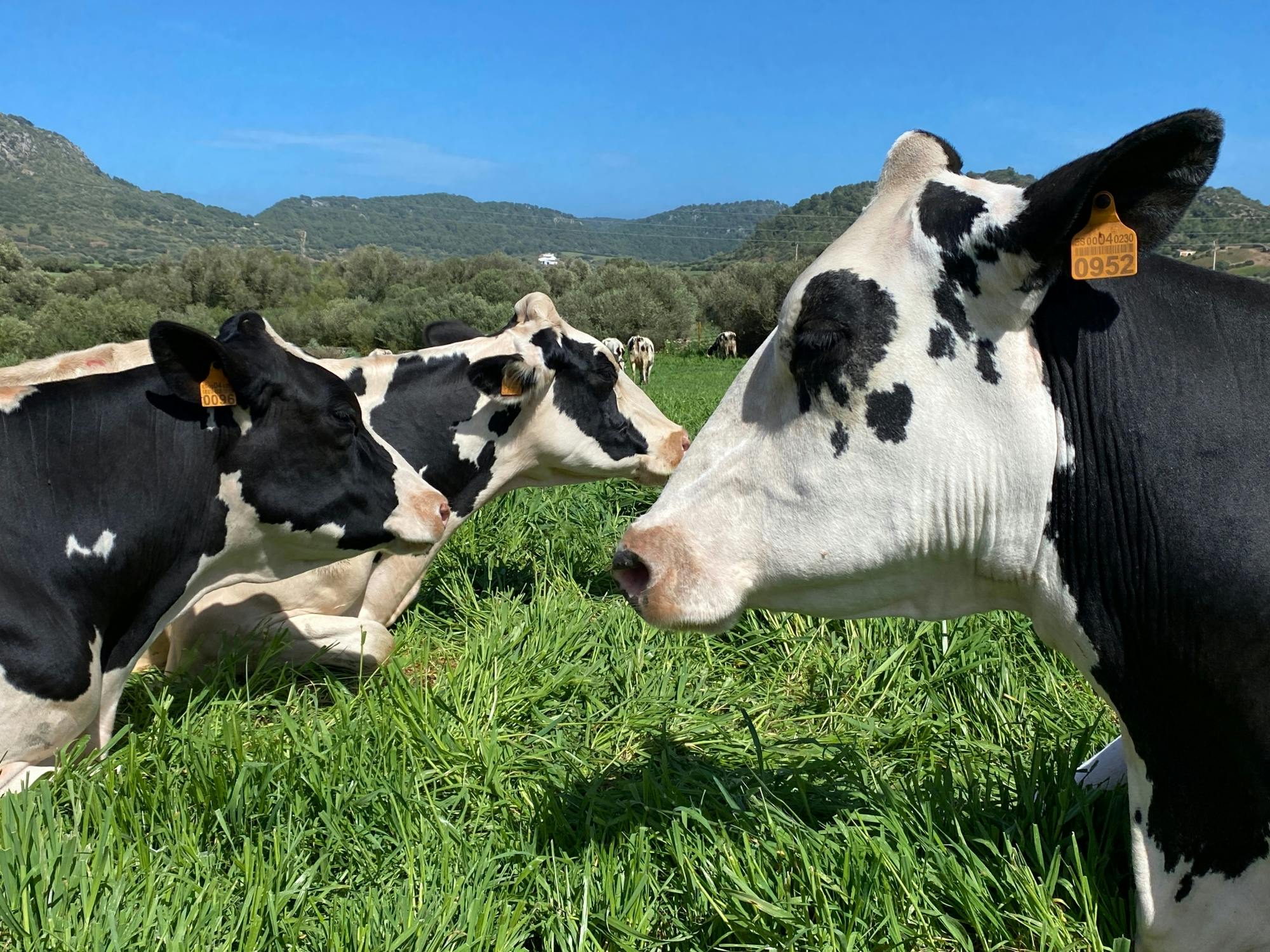Menorca cheese-making workshop